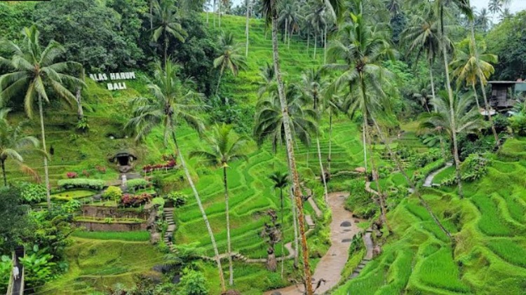 Alas Harum Bali - Tempat Wisata Ubud