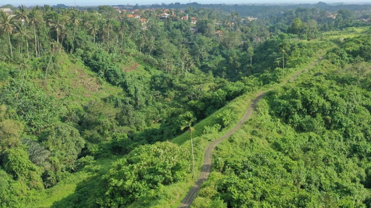 Campuhan Ridge Walk