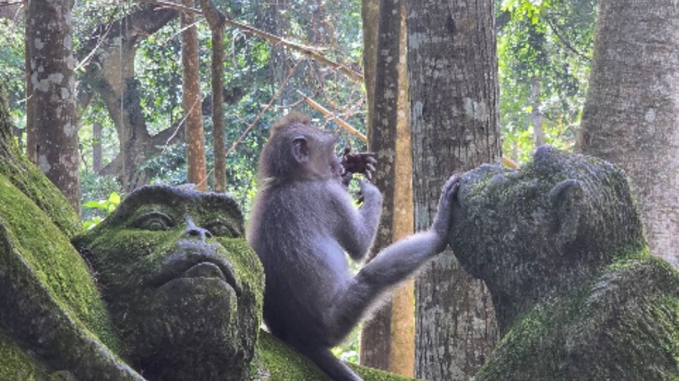 Sacred Monkey Forest Sanctuary Ubud Bali