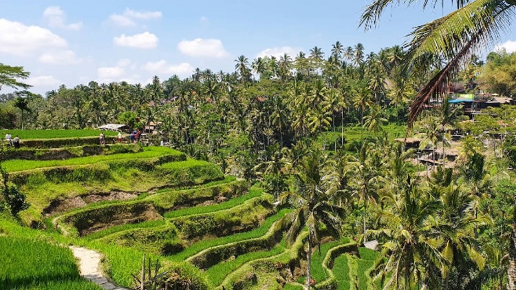 Tegallalang Rice Terrace - Tempat Wisata Ubud - Bali