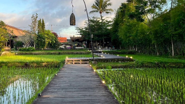 Ubud Bali dengan Ketenangan Hutan dan Persawahan