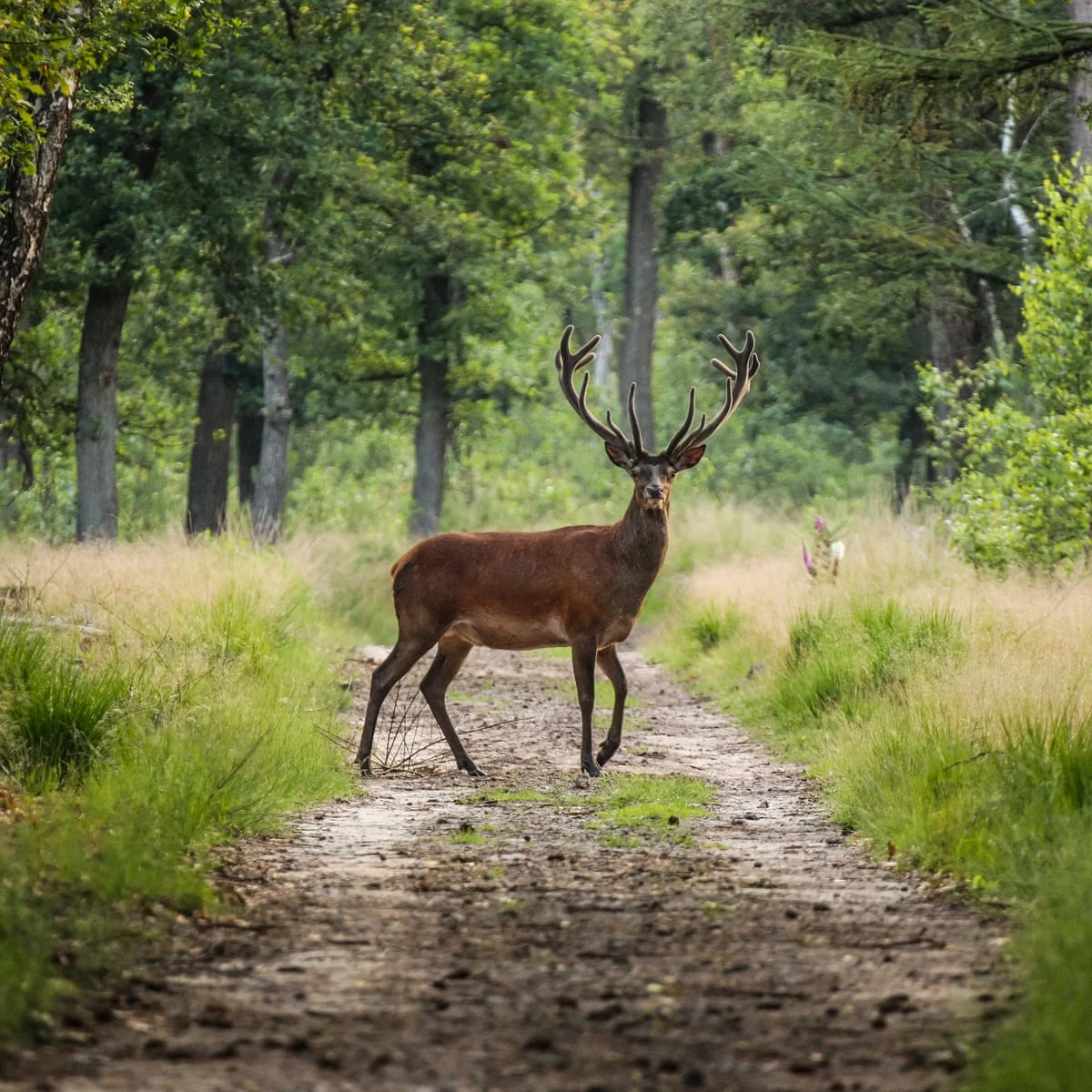 Menjelajah Keindahan Musim Gugur di Veluwe Belanda