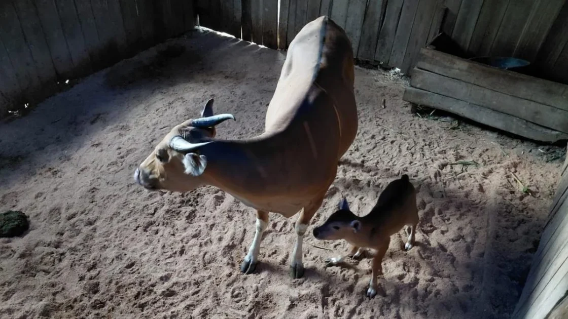 Anak Banteng Jawa Lahir Sehat di Pangandaran