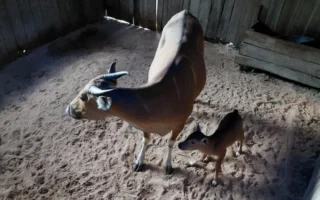 Anak Banteng Jawa Lahir Sehat di Pangandaran