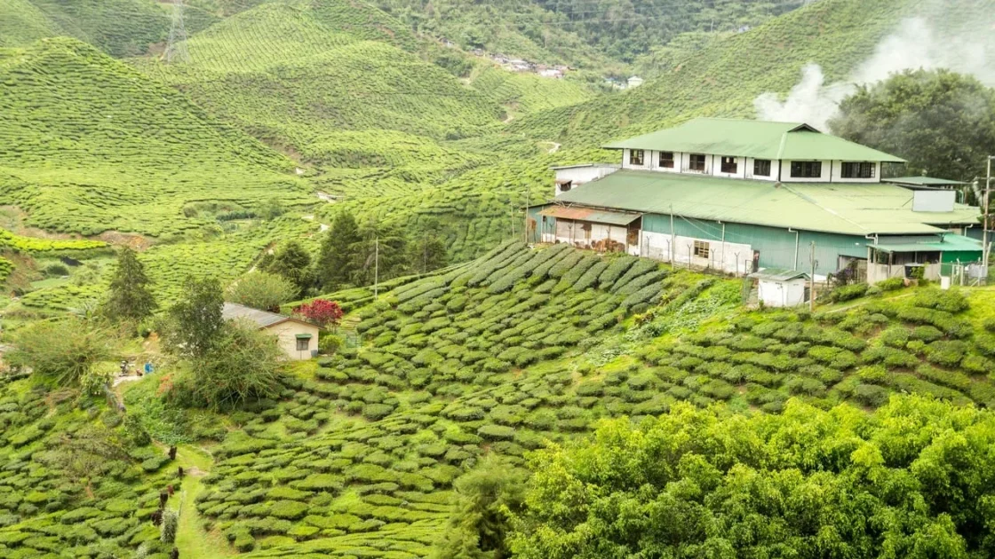 Waktu Terbaik Kunjungi Munnar Berdasarkan Perubahan Musim