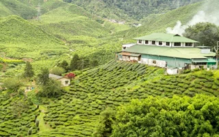 Waktu Terbaik Kunjungi Munnar Berdasarkan Perubahan Musim