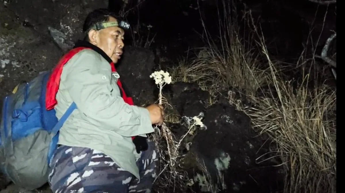 Bunga Edelweis di Gunung Ciremai Gosong Jadi Arang