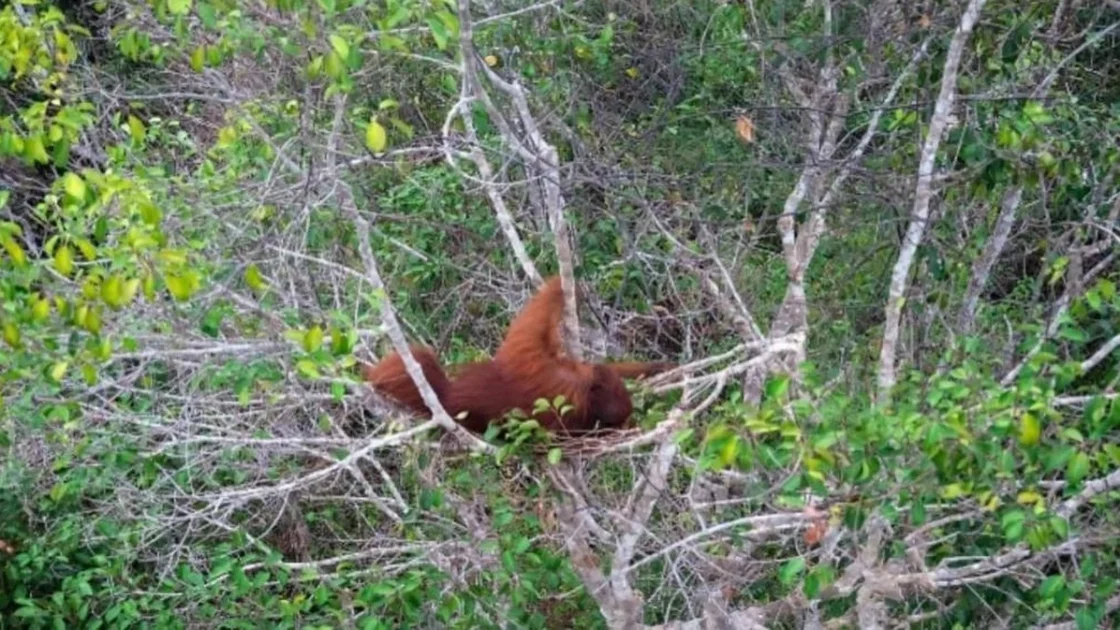 Orang Utan Korban Karhutla di TNTP Terekam Drone di Pucuk Pohon