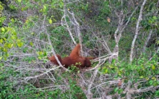 Orang Utan Korban Karhutla di TNTP Terekam Drone di Pucuk Pohon