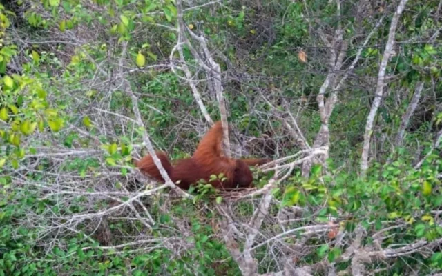 Orang Utan Korban Karhutla di TNTP Terekam Drone di Pucuk Pohon