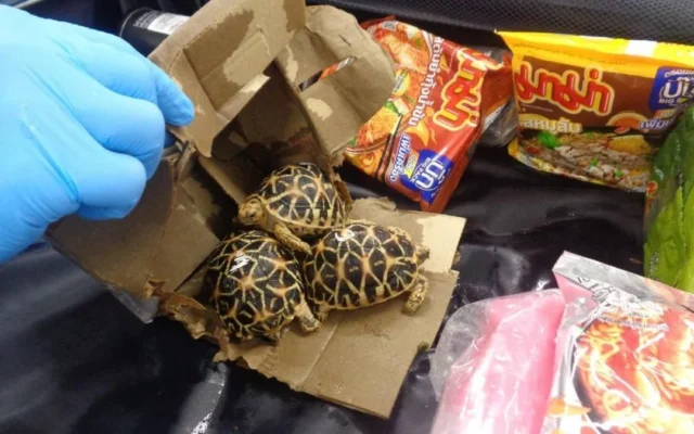 Jepang Tangkap Tiga Penyelundup Kura-kura Langka Asal Thailand