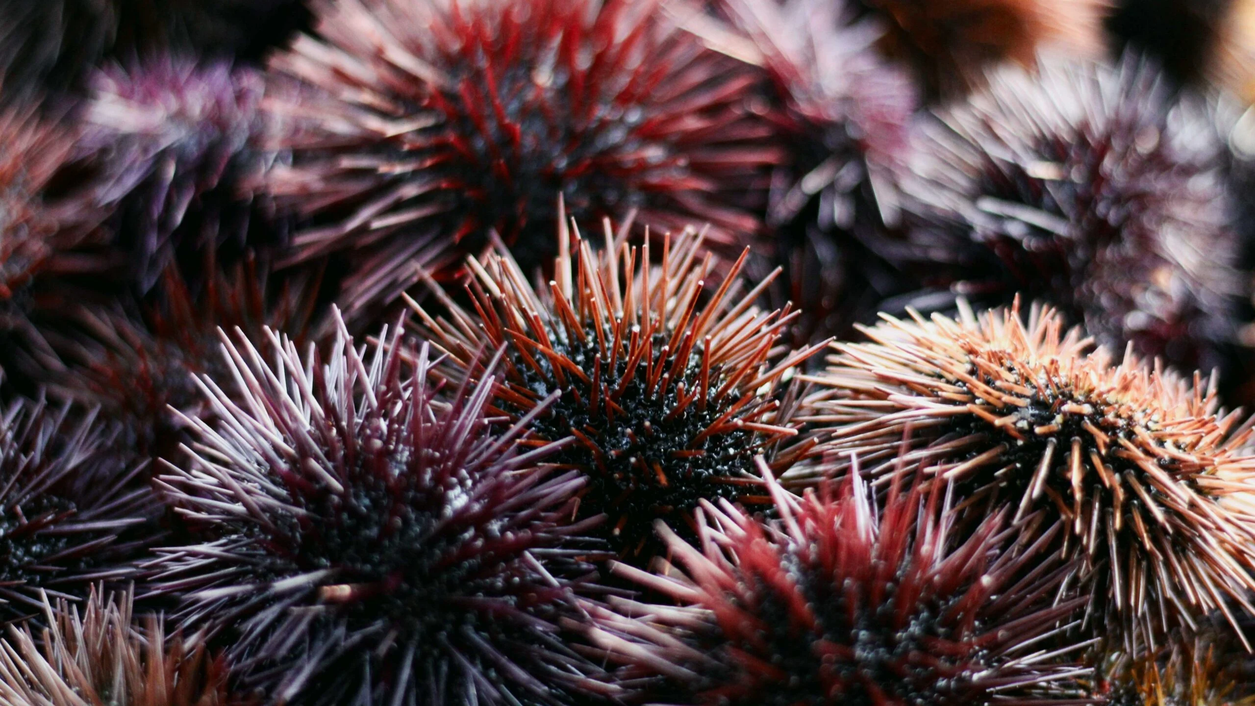 Perburuan Bulu Babi Ungu di Pesisir Sonoma California