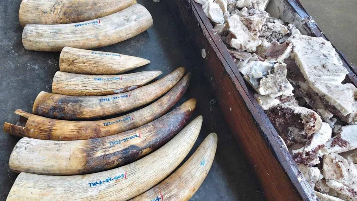 Bea Cukai Thailand Gagalkan Penyelundupan 3 Ton Gading